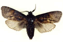 Imagem de <i>Culama rhytiphorus</i>