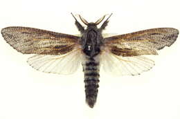 Image of <i>Endoxyla punctifimbria</i>
