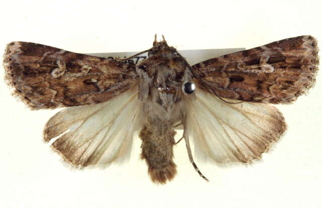 Image of Ectopatria clavigera Turner 1943