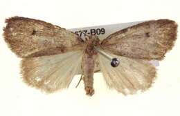 Image of <i>Termessa amorpha</i>