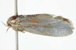 Image of Xylorycta