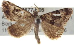 Image of Dry-country Heath Moth