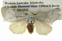 Image of Austrazenia pura Swinhoe 1902