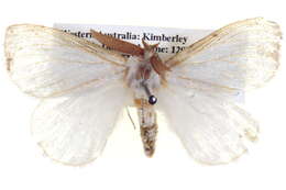 Image of Anthela neurospasta Turner 1902