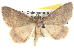 صورة Chlenomorpha sciogramma Lower 1918