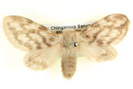 Pernattia chlorophragma Turner 1924的圖片