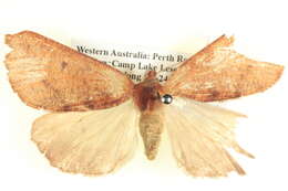 Image of <i>Fisera hypoleuca</i>