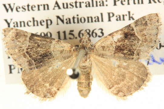 Image of Dichromodes partitaria Walker 1866