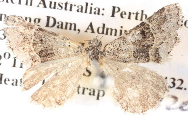 Image of Dichromodes partitaria Walker 1866