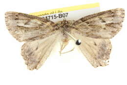 Image of Crypsiphona melanosema Meyrick 1888