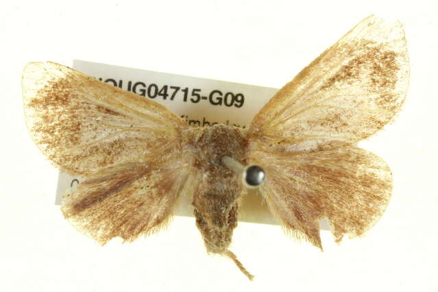 Image of <i>Eloasa brevipennis</i>