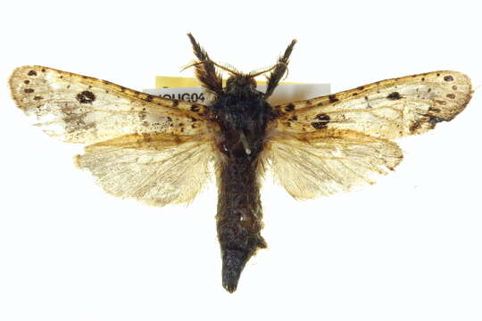 Image of <i>Endoxyla epicycla</i>