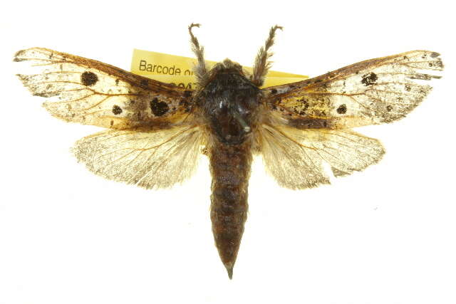 Image of <i>Endoxyla epicycla</i>