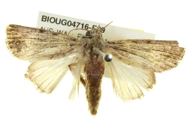 Plancia ëd Ectopatria paurogramma Lower 1901