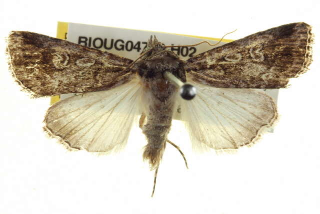 Image of Ectopatria deloptis Lower 1908