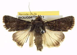 Image of Ectopatria deloptis Lower 1908