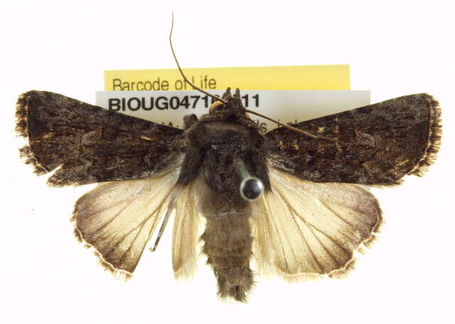 Image of Ectopatria deloptis Lower 1908