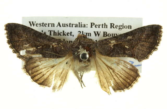 Image of eastern streaked plusia