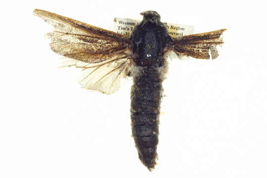 Image of <i>Endoxyla edwardsorum</i>