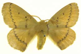 Image de Anthela inornata (Walker 1855)