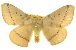 Image de Anthela inornata (Walker 1855)