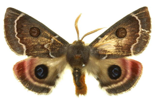 Image of Australian silkworm moths