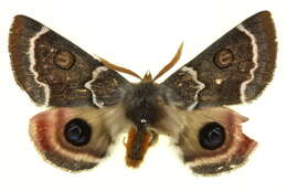 Image of Australian silkworm moths