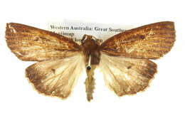 Image of <i>Paralaea atraalba</i>