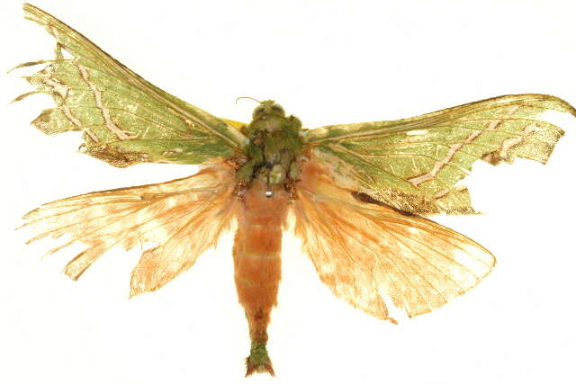 Image of <i>Aenetus dulcis</i>