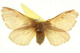 Image of Anthela clementi (Swinhoe 1902)