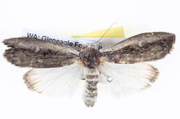 Image of Elesma subglauca Walker 1865