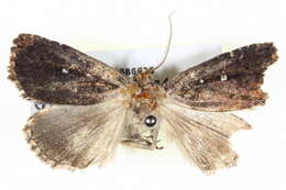 Image of Barybela chionostigma Turner 1944
