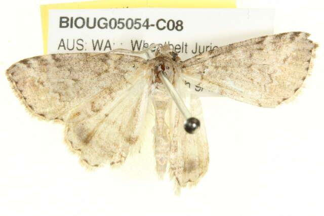 صورة Chlenomorpha sciogramma Lower 1918