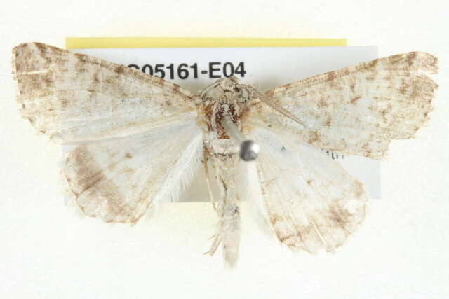 صورة Chlenomorpha sciogramma Lower 1918