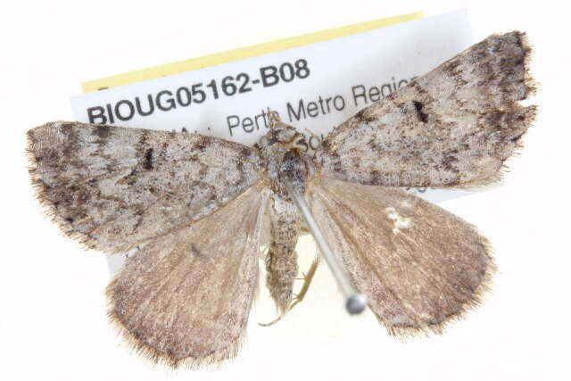 Image of Dry-country Heath Moth