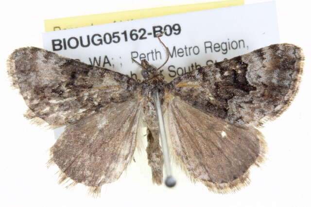 Image of Dry-country Heath Moth