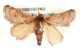 Image of <i>Eloasa bombycoides</i>