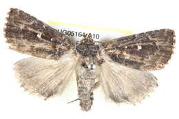 Image of Barybela chionostigma Turner 1944