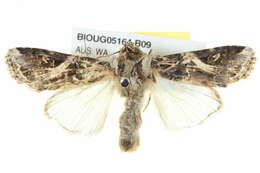 Sivun Spodoptera litura Fabricius 1775 kuva