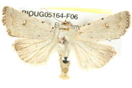 Image of <i>Proteuxoa sarcomorpha</i>