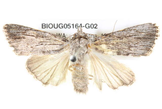 Plancia ëd Ectopatria paurogramma Lower 1901