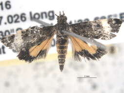 Image of Heliothela ophideresana Walker 1863