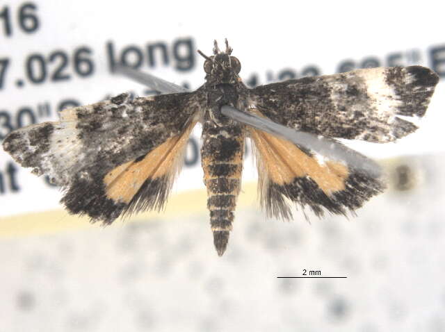 Image of Heliothela ophideresana Walker 1863