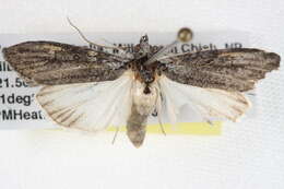 Image of Stenoprora adelopis Lower 1903