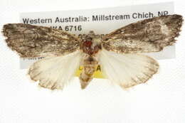 Image of Stenoprora eurycycla Turner 1936