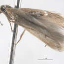 Image of <i>Xerometra centrothetis</i>