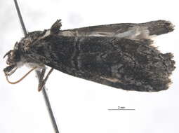 Image of Stenoprora adelopis Lower 1903