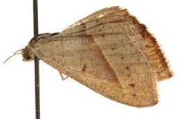 Image of Traminda mundissima Walker 1861
