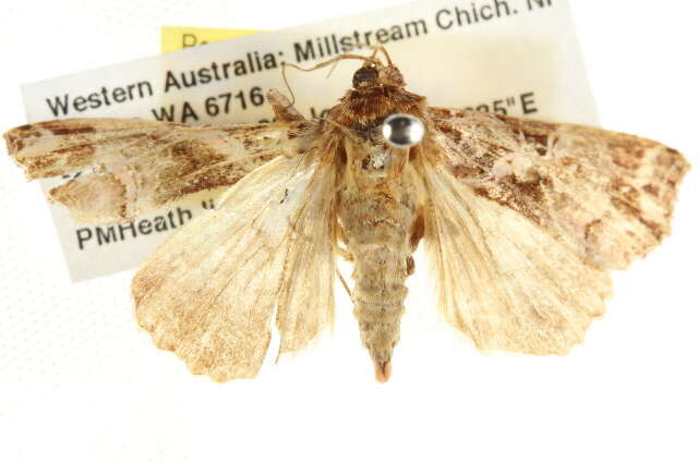 Image of Cutworm