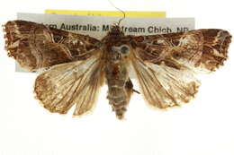 Image of Cutworm